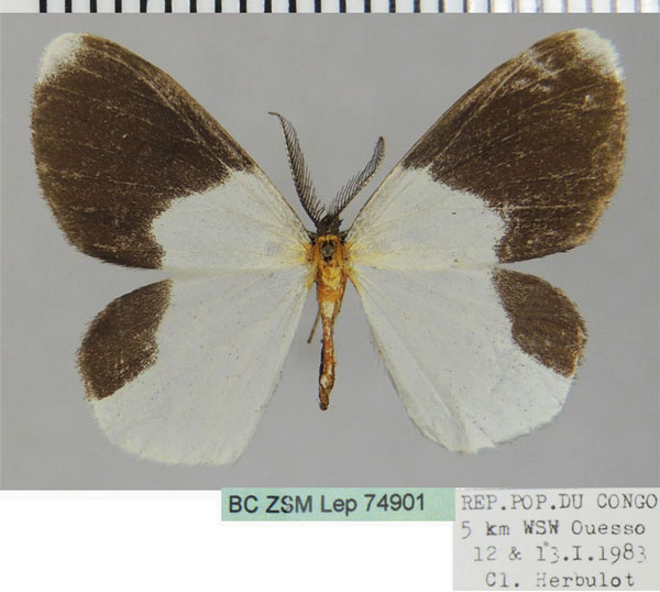 /filer/webapps/moths/media/images/E/eurymelanotes_Hylemeridia_AM_ZSMa.jpg