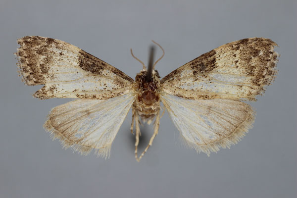 /filer/webapps/moths/media/images/E/euryochra_Meganola_HT_BMNH.jpg