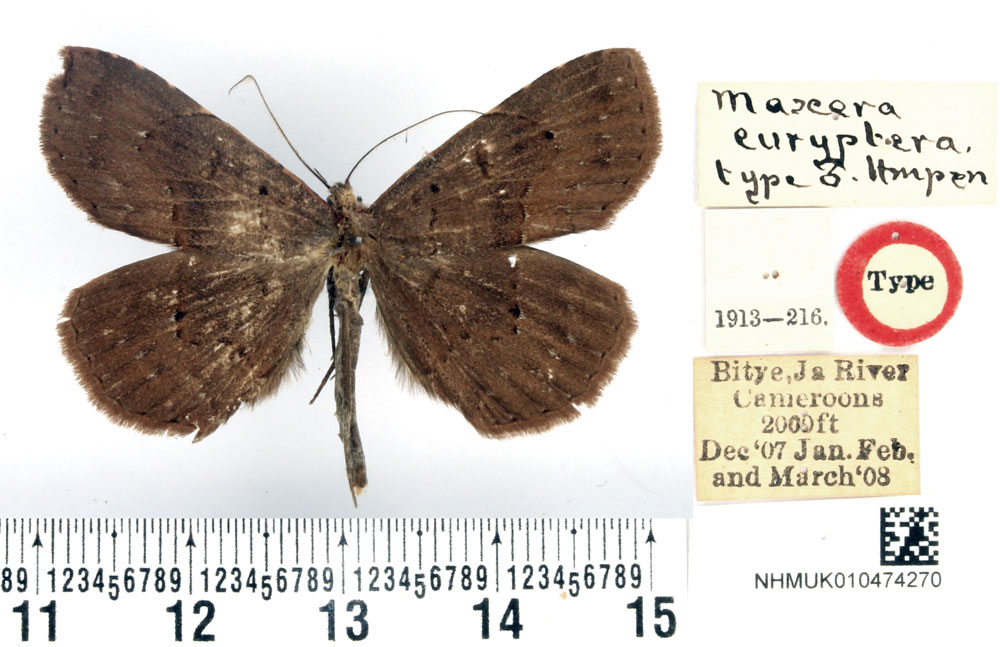 /filer/webapps/moths/media/images/E/euryptera_Maxera_HT_BMNH.jpg