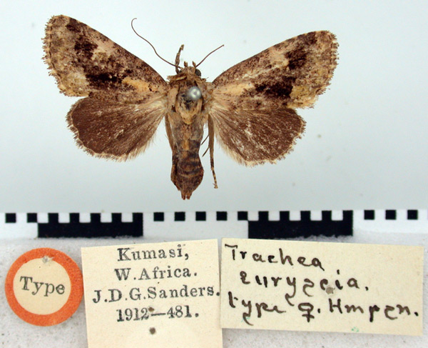 /filer/webapps/moths/media/images/E/euryscia_Trachea_HT_BMNH.jpg