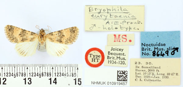 /filer/webapps/moths/media/images/E/eurytaenia_Drasteriodes_HT_BMNH.jpg