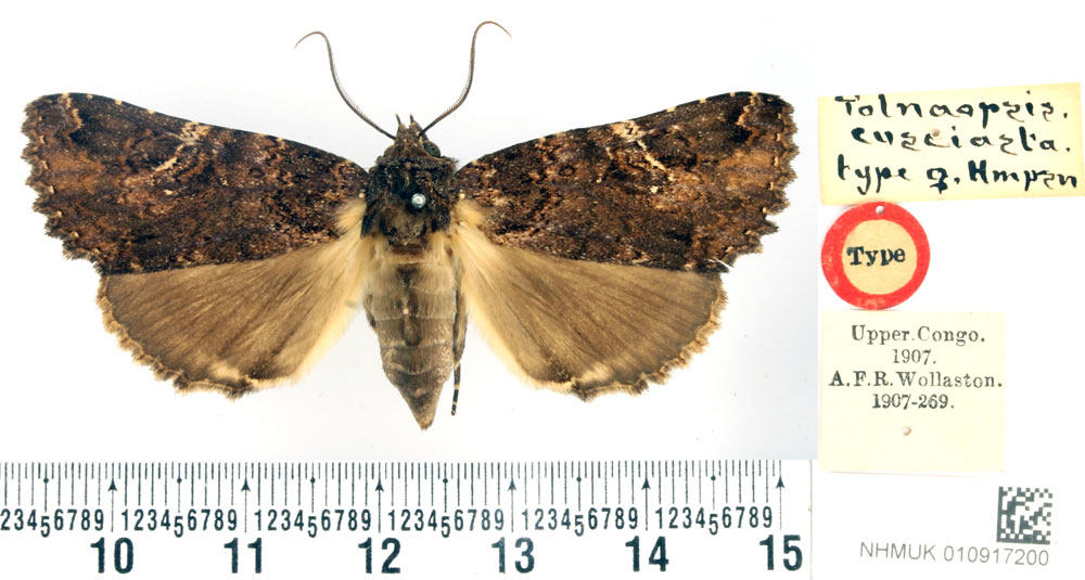 /filer/webapps/moths/media/images/E/eusciasta_Tolnaopsis_HT_BMNH.jpg