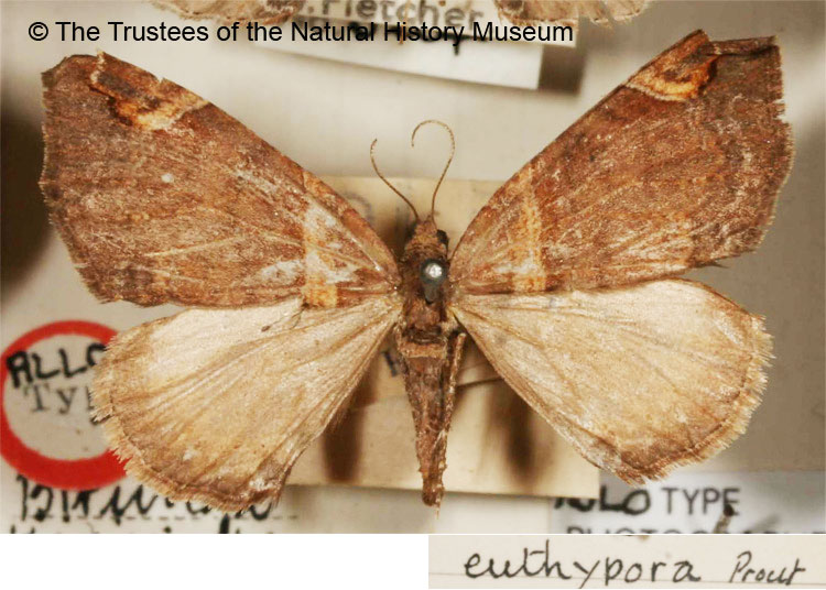 /filer/webapps/moths/media/images/E/euthypora_Gonanticlea_AT_BMNH.jpg