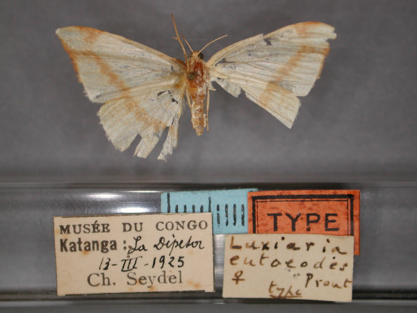 /filer/webapps/moths/media/images/E/eutoeodes_Anoectomychus_HT_RMCA_01.jpg