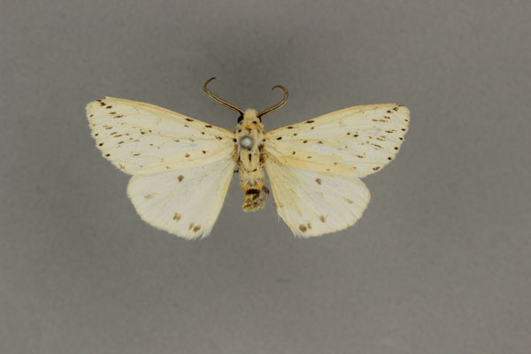 /filer/webapps/moths/media/images/E/evadne_Micralarctia_LT_BMNH.jpg