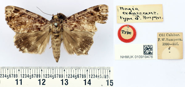 /filer/webapps/moths/media/images/E/evanescens_Nagia_HT_BMNH.jpg