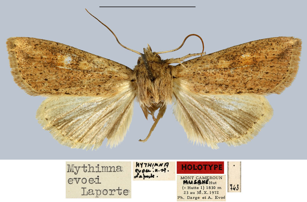 /filer/webapps/moths/media/images/E/evoei_Mythimna_HT_MNHN.jpg