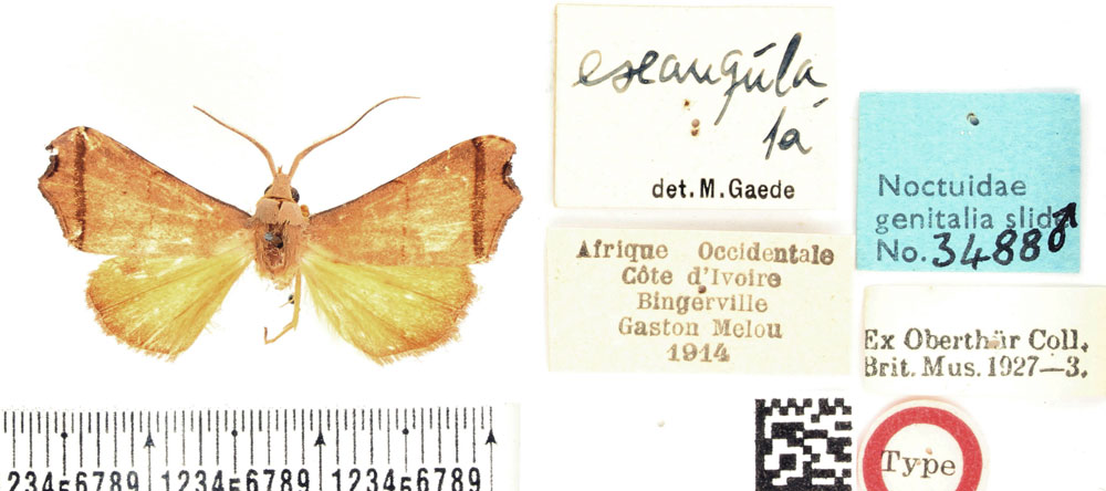 /filer/webapps/moths/media/images/E/exangulata_Paralephana_HT_BMNH.jpg