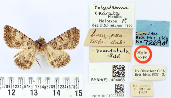 /filer/webapps/moths/media/images/E/exarata_Polydesma_HT_BMNH.jpg