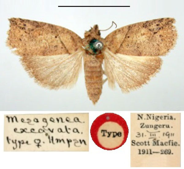 /filer/webapps/moths/media/images/E/excavata_Mesogenea_ST_BMNH.jpg