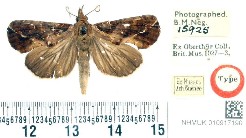 /filer/webapps/moths/media/images/E/excavata_Odontina_HT_BMNH.jpg