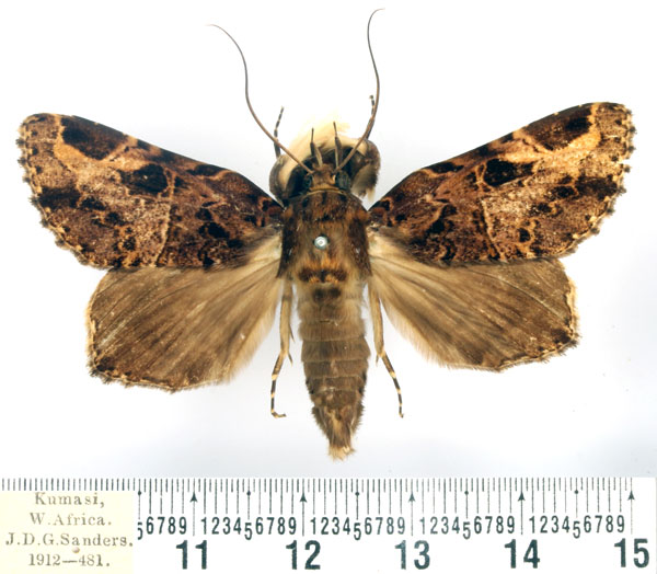 /filer/webapps/moths/media/images/E/eximia_Pseudotolna_AM_BMNH.jpg
