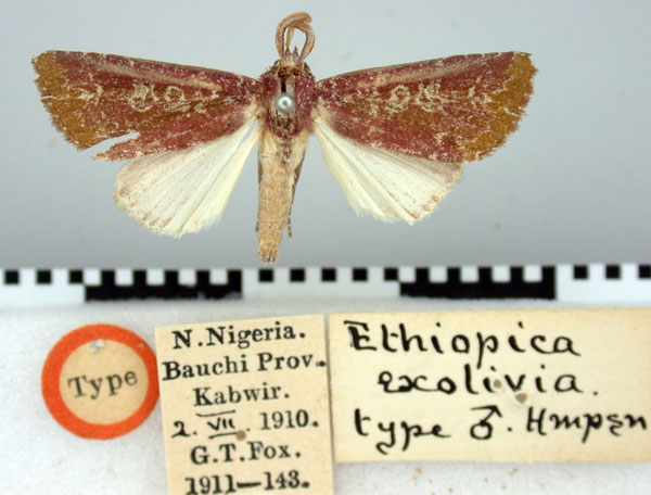 /filer/webapps/moths/media/images/E/exolivia_Ethiopica_ST_BMNH.jpg