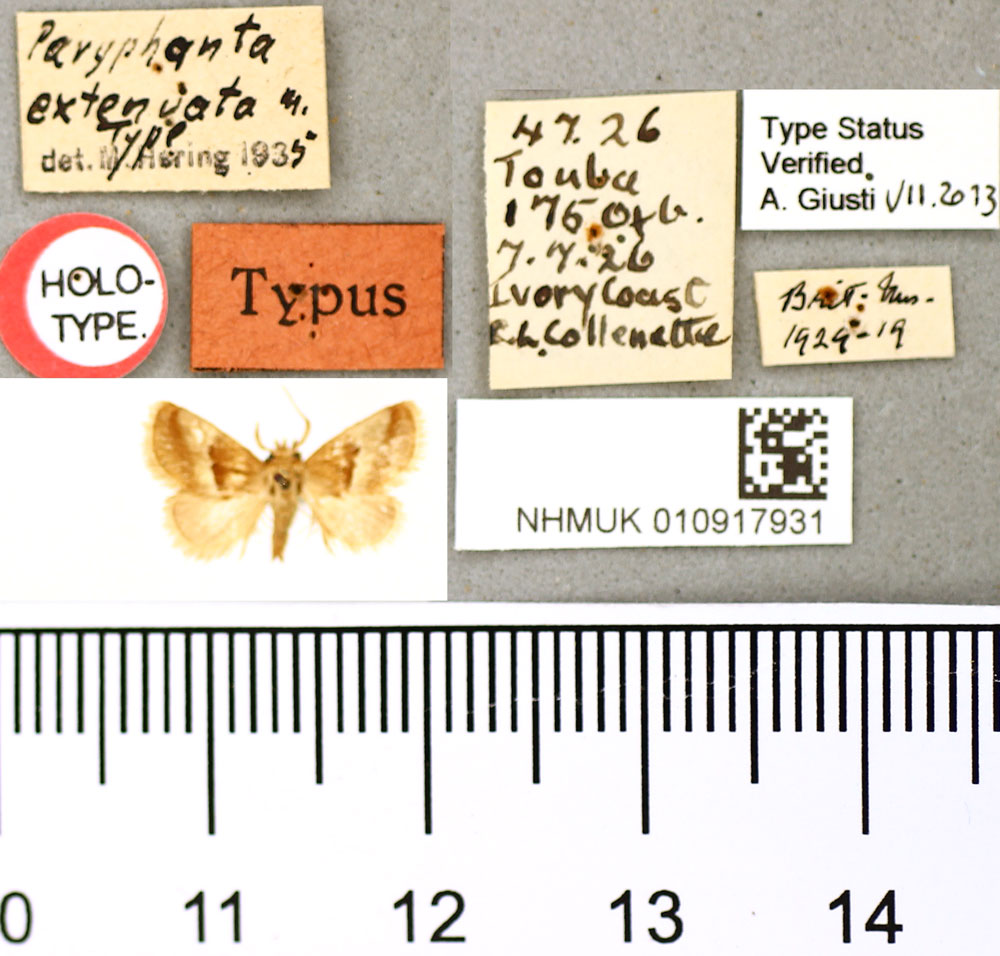 /filer/webapps/moths/media/images/E/extenuata_Paryphanta_HT_BMNH.jpg