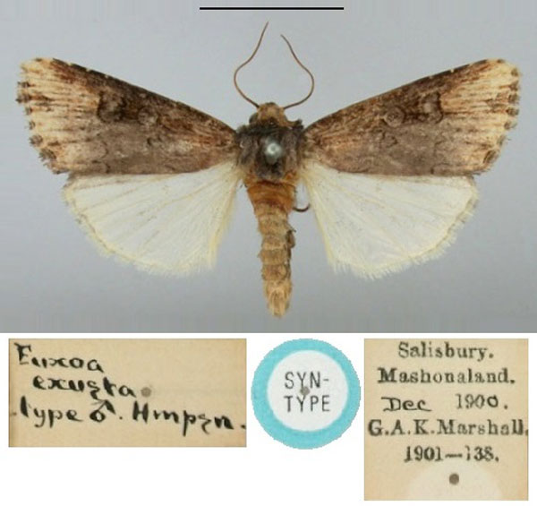 /filer/webapps/moths/media/images/E/exusta_Micragrotis_ST_BMNH.jpg
