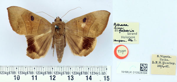 /filer/webapps/moths/media/images/F/faberis_Achaea_HT_BMNH.jpg