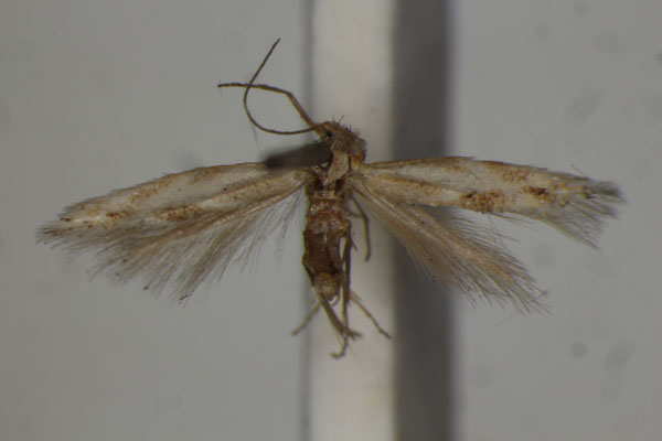 /filer/webapps/moths/media/images/F/facilis_Bucculatrix_LT_BMNH.jpg