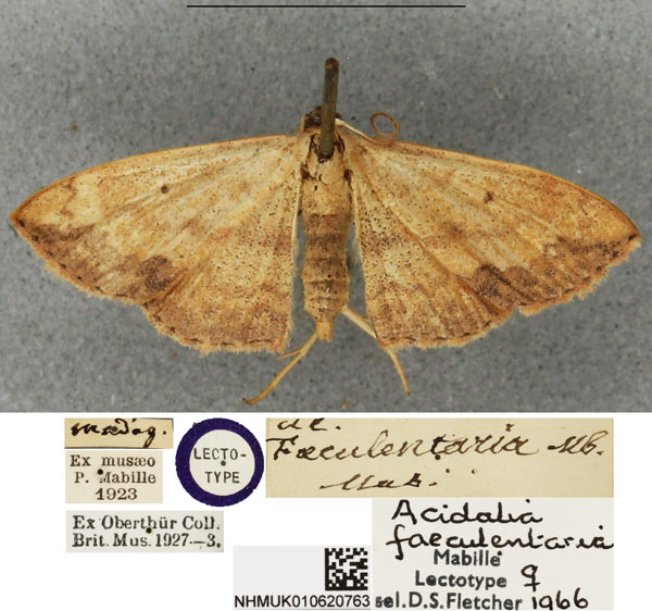 /filer/webapps/moths/media/images/F/faeculentaria_Scopula_LT_BMNH.jpg