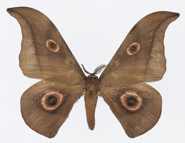 /filer/webapps/moths/media/images/F/falcatissima_Lobobunaea_AM_Basquin.jpg