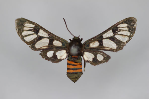 /filer/webapps/moths/media/images/F/fantasia_Amata_HT_BMNH.jpg