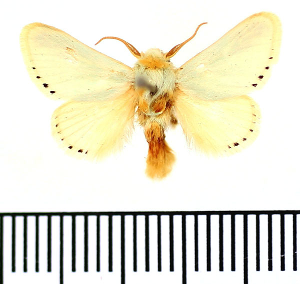 /filer/webapps/moths/media/images/F/farouki_Coenobasis_AM_BMNH.jpg