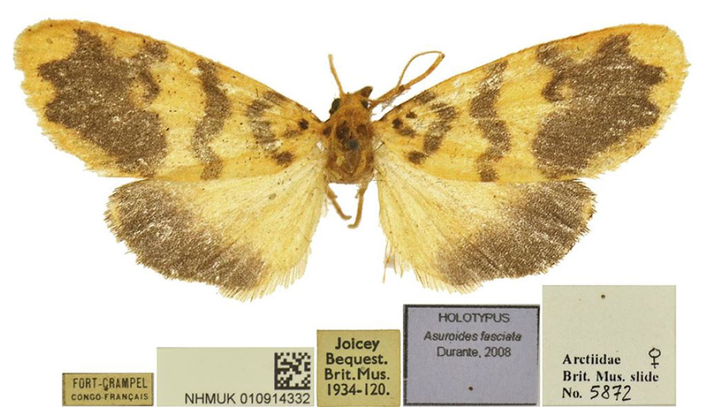 /filer/webapps/moths/media/images/F/fasciata_Asuroides_HT_BMNH.jpg