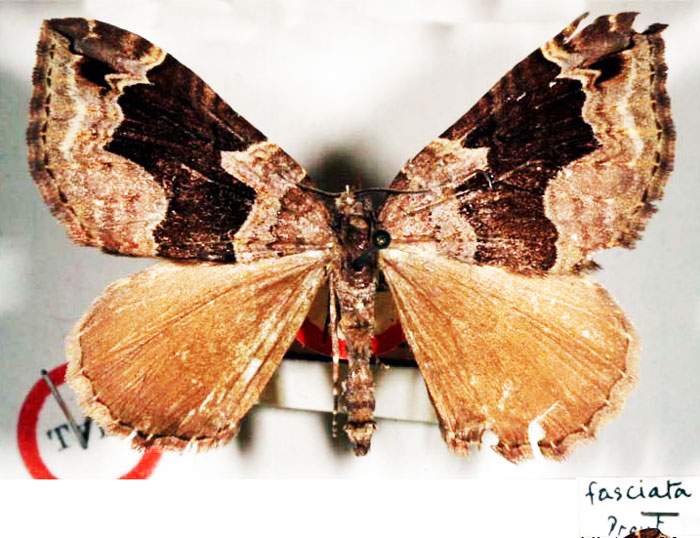 /filer/webapps/moths/media/images/F/fasciata_Gonanticlea_STM_BMNH.jpg