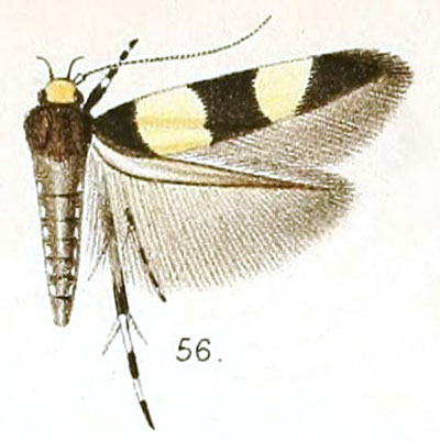 /filer/webapps/moths/media/images/F/fasciata_Stagmatophora_STM_Walsingham_6-56.jpg
