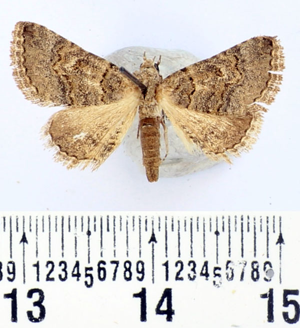 /filer/webapps/moths/media/images/F/fasciolata_Tytroca_AM_BMNH_01.jpg