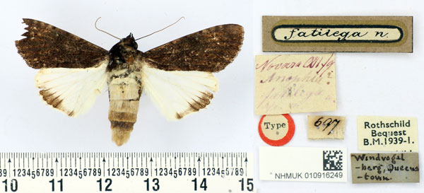 /filer/webapps/moths/media/images/F/fatilega_Anophia_HT_BMNH.jpg