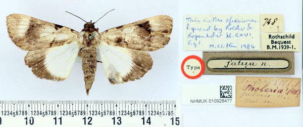 /filer/webapps/moths/media/images/F/fatua_Phoberia_HT_BMNH.jpg