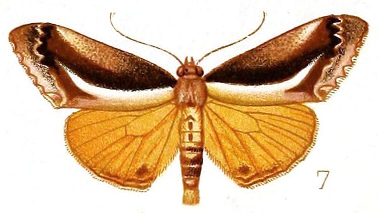 /filer/webapps/moths/media/images/F/featheri_Paratuerta_HT_Fawcett_1915-7.jpg