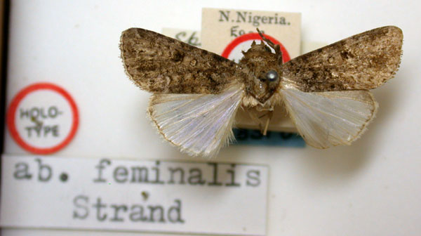 /filer/webapps/moths/media/images/F/feminalis_Spodoptera_HT_BMNH.jpg