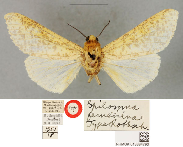 /filer/webapps/moths/media/images/F/feminina_Spilosoma_HT_BMNH.jpg
