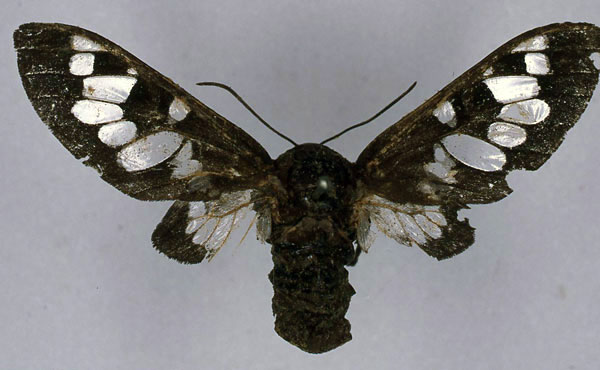/filer/webapps/moths/media/images/F/fenestrata_Balacra_HT_BMNH_01.jpg