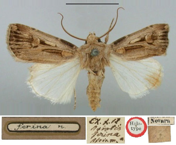 /filer/webapps/moths/media/images/F/ferina_Agrotis_HT_BMNH.jpg