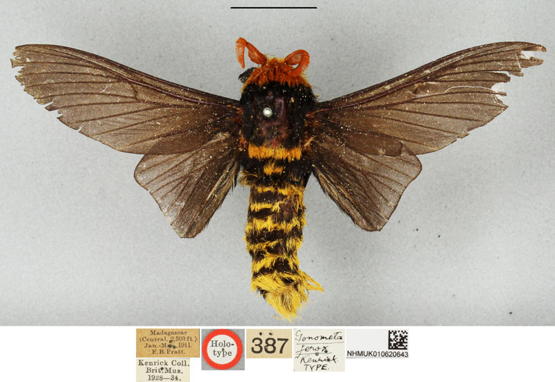 /filer/webapps/moths/media/images/F/ferox_Phoberopsis_HT_BMNH.jpg