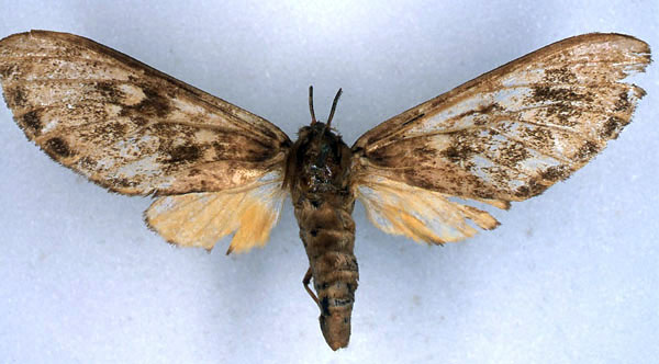/filer/webapps/moths/media/images/F/ferrigera_Hippurarctia_HT_BMNH_01.jpg