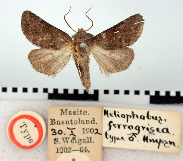 /filer/webapps/moths/media/images/F/ferrogrisea_Heliophobus_HT_BMNH.jpg