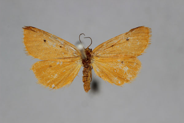 /filer/webapps/moths/media/images/F/ferruginea_Ochrota_HT_BMNH.jpg