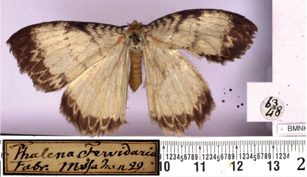 /filer/webapps/moths/media/images/F/fervidaria_Euchera_LT_BMNH.jpg