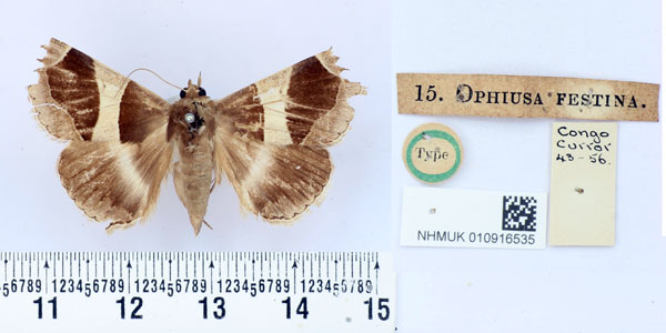 /filer/webapps/moths/media/images/F/festina_Ophiusa_HT_BMNH.jpg