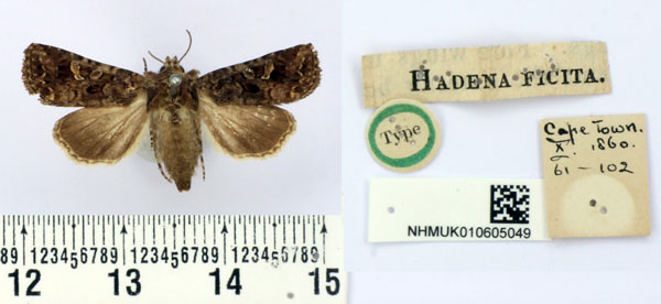 /filer/webapps/moths/media/images/F/ficita_Hadena_HT_BMNH.jpg