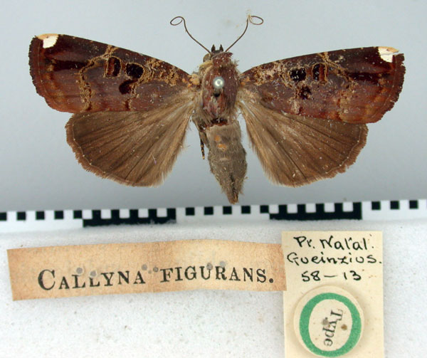 /filer/webapps/moths/media/images/F/figurans_Callyna_HT_BMNH.jpg