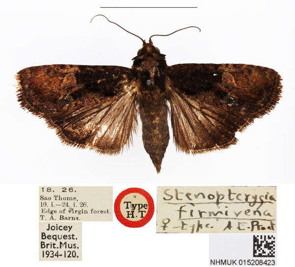 /filer/webapps/moths/media/images/F/firmivena_Stenopterygia_HT_BMNH.jpg