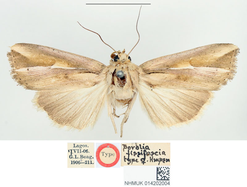 /filer/webapps/moths/media/images/F/fissifascia_Borolia_HT_BMNH.jpg