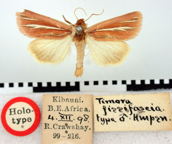 /filer/webapps/moths/media/images/F/fissifascia_Timora_HT_BMNH.jpg