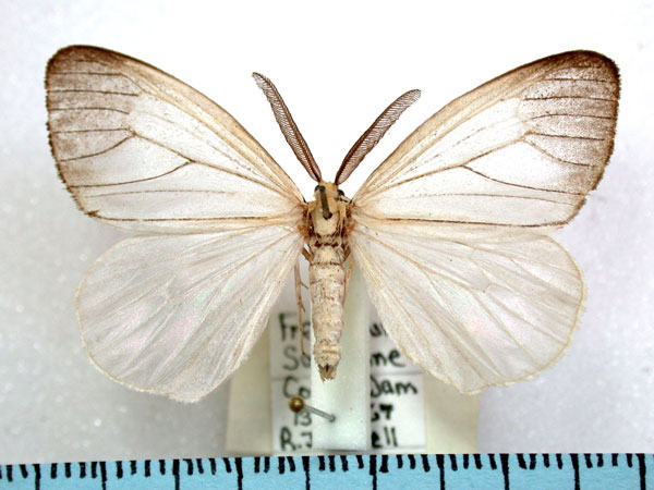 /filer/webapps/moths/media/images/F/flabellaria_Marblepsis_A_Revell.jpg