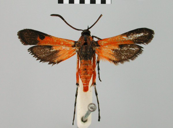 /filer/webapps/moths/media/images/F/flammans_Pyranthrene_AF_BMNH.jpg
