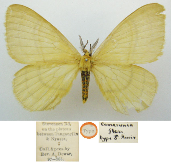 /filer/webapps/moths/media/images/F/flava_Camerunia_ST_BMNHa.jpg